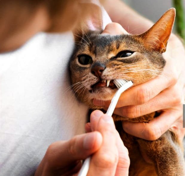 Humano cepillando suavemente los dientes de su gato, demostrando cómo cepillar los dientes de un gato correctamente y mantenerlos sanos.
