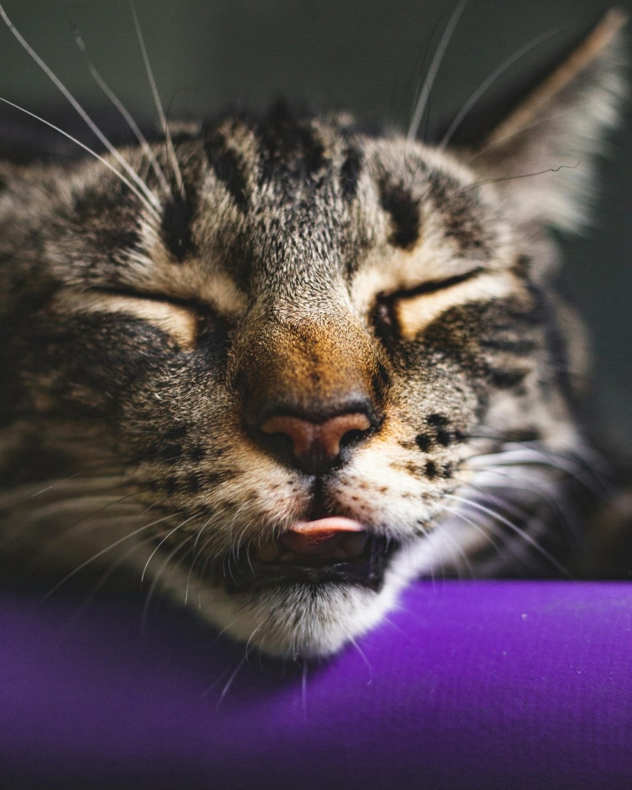 Gato mostrando signos de deshidratación y jadeando por el calor, ilustrando la importancia de la hidratación en gatos durante el verano: cómo proteger a tu felino del calor.