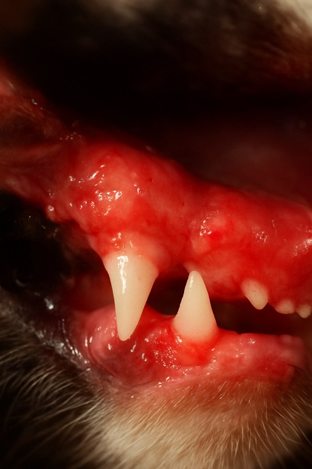 Encías inflamadas y dientes dañados en un gato, ilustrando las enfermedades dentales en los gatos.